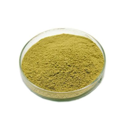 PE Gynostemma Pentaphyllum Leaf Extract 80% 98% CAS 80321-63-7