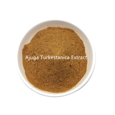 تصنيع إمدادات بكميات كبيرة Ajuga Turkestanica استخراج مسحوق